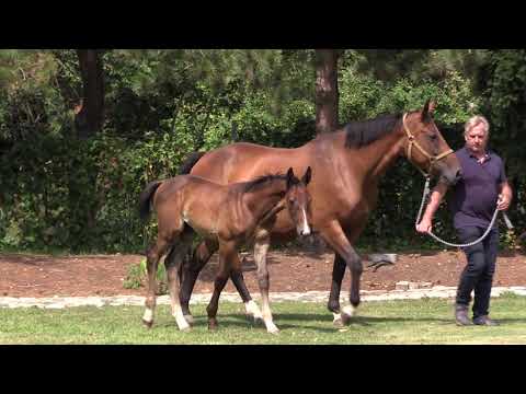 Hengstfohlen von Stakkatol