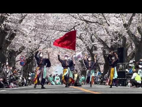 よつくらYOSAKOI美舞蝶組  -富岡町さくらまつり2022-