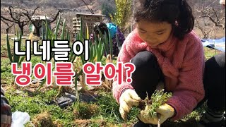 꼬맹이들의 냉이캐기 농촌체험 시골체험 돼지감자도 캤어요