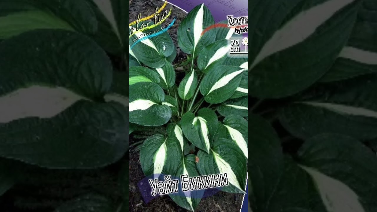 Хоста уайт бикини (hosta white bikini)