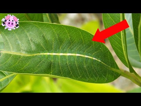 10 CAMOUFLAGED ANIMALS Most People Can't See