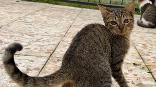 Funny things cats do🤣||A true funny story of cute cats!|| funny kitty 😂|| cute cats 😍|| cats story ✨
