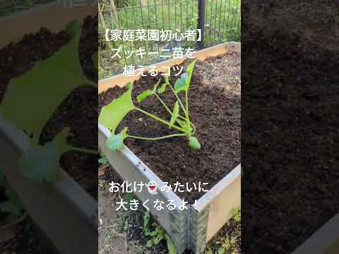 ズッキーニが大きくならないのはなぜですか? 6つの原因とその解決策をご紹介します！  庭園