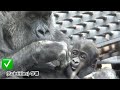 Mom Genki Is Back To Her Old Self Momotaro Family Gorilla