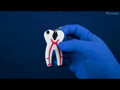 iDENTical Tooth Anatomy Key Chain (3006)