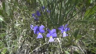 preview picture of video 'Fleurs sur la route du Col du Galibier'