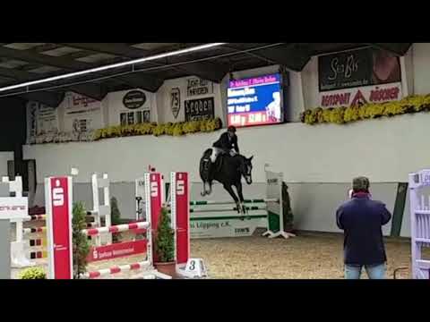 2015 Westphalian gelding by Pilothago  Show 3  FOR SALE