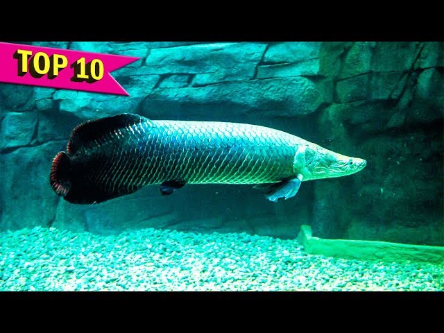 Top 10 Aquarium Fish that grows to Large Sizes
