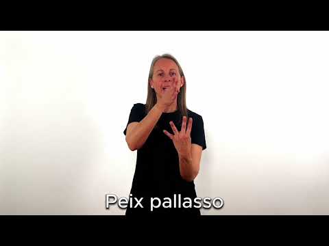 Peix pallasso - LSC