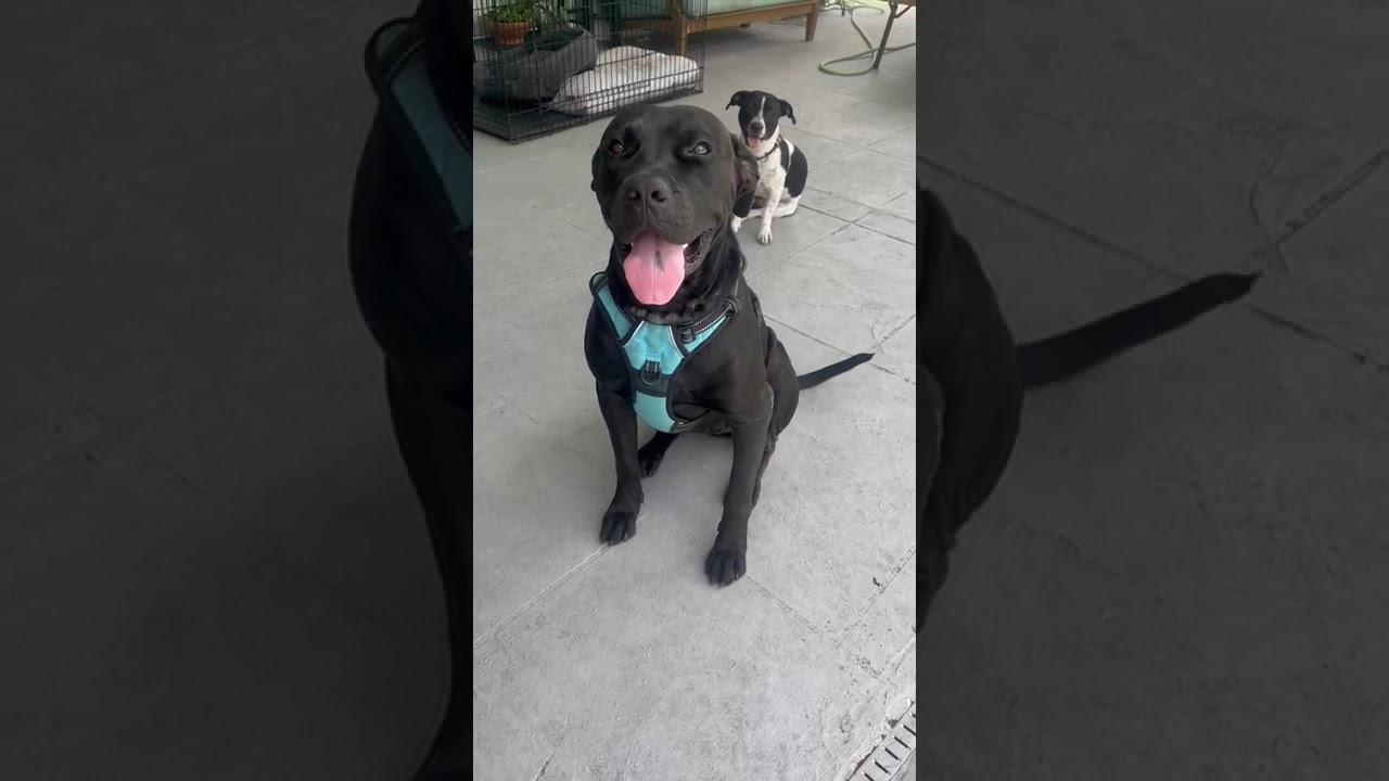 Enlarge Nina, a Adoptable mixed breed in Orlando, FL video 5/6