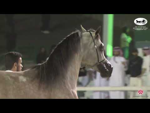 N 187 FAKHAR AL KHASHAB   The 13th Makkah International Region Championship   Colts 2 Years Old Clas