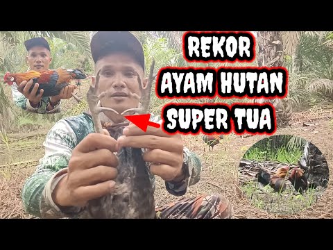 woow ‼️Ayam hutan tua penghuni lama
