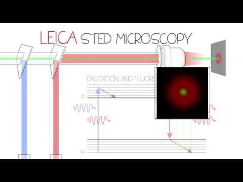 STED Confocal Super-Resolution - Leica TCS SP8 STED 3X
