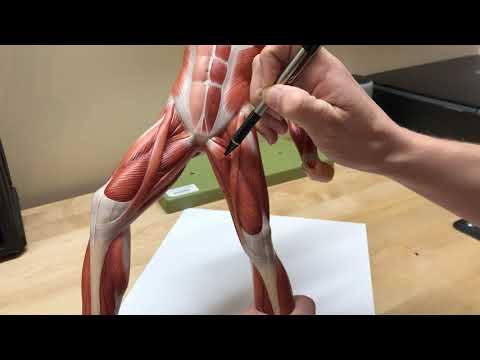 MUSCLES THAT MOVE THE THIGH AND LEG ANTERIOR & MEDIAL