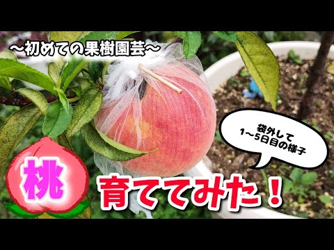 すぐに自分の果樹園を作るには、ポーチの真下にどの果樹を植えるべきでしょうか?  庭園