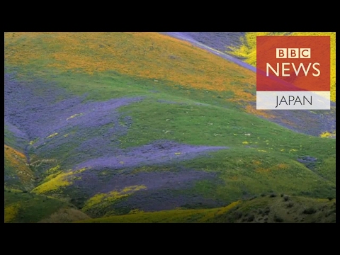米カリフォルニア州の「スーパーブルーム」現象　荒野が花いっぱいに