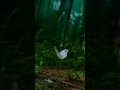 Dekho Pawan Bhi Lahra Rahi Hai WhatsApp Status