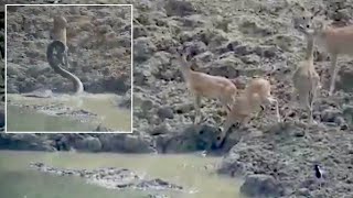 Python Leaps From Pond To Catch A Deer