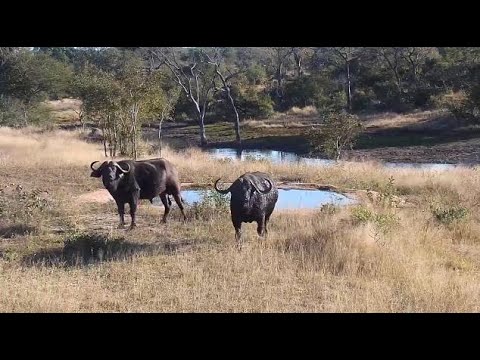 Djuma: Three African Buffalo getting a drink, then move about - 07:57 - 06/28/20