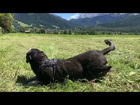 Appenzeller Sennenhund wälzt sich und robbt