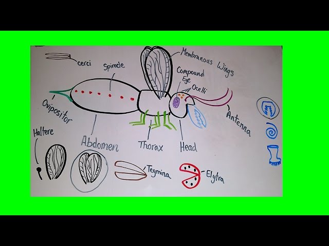Video Pronunciation of Cerci in English Video Pronunciation of Cerci in English