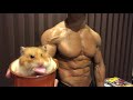 一瞬で痩せれるモフモフとムキムキ