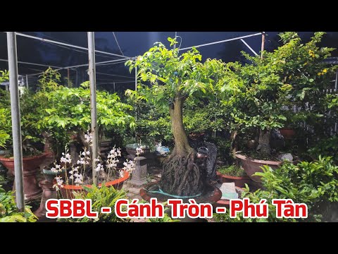 Mai SBBL - SBSG - Cánh Tròn - Phú Tân - Ngày 25/10/2023