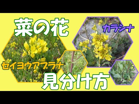 アブラナについて詳しく解説