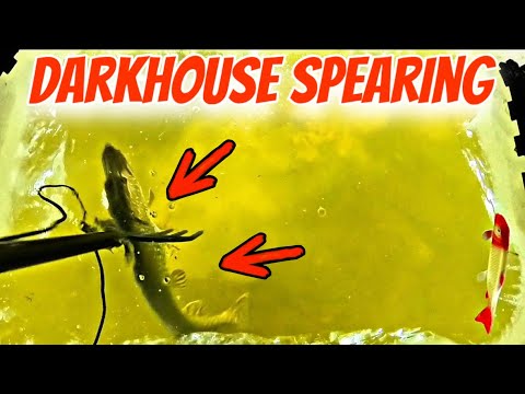 INSANE ACTION! Pike Spearing Under the Ice! | Michigan Ice Fishing