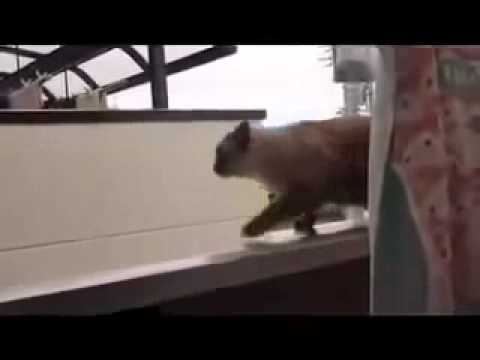 Gato Gordo Trata de Saltar y Se Cae