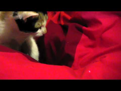 il risveglio della tigre