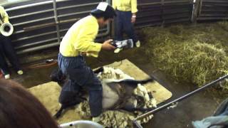 preview picture of video 'Sheepshearing in SHIBETSU, Hokkaido'
