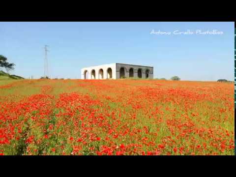 Papaveri nei campi pugliesi (Crispiano, Taranto) / poppies in the Apulian fields