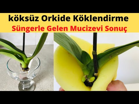 , title : 'Köksüz Orkideyi Süngerle Kurtarma /Süngerde Müthiş Sonuç/Orkide bakımı/Orkide köklendirme/Orkide'