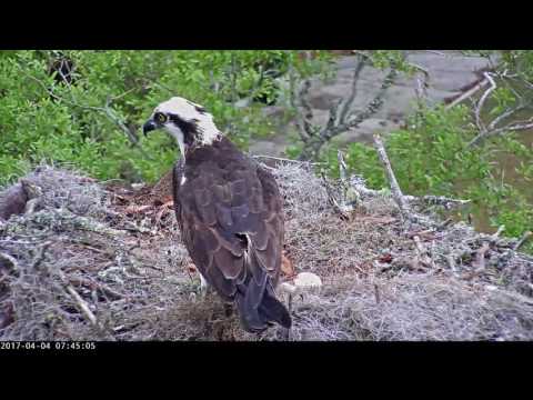 3rd Osprey Egg Spotted in Savannah Nest After Fish Delivery! – Apr. 4, 2017