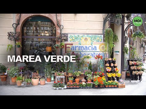 I visit MAREA VERDE, a beautiful flower shop in Barcelona in 2025