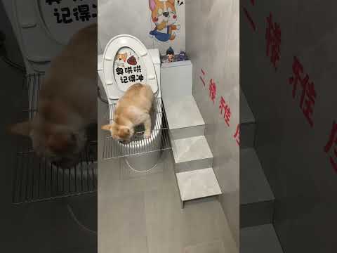 Only dog ​​owners know the value of this. I almost fell down by climbing the ladder, and I never d