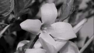 CANON 60D SAMPLES....BLACK & WHITE