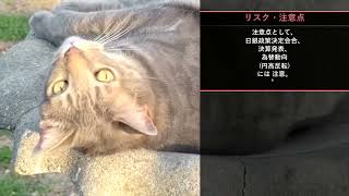 本日の投資注目TOP10【8/28 15:00】