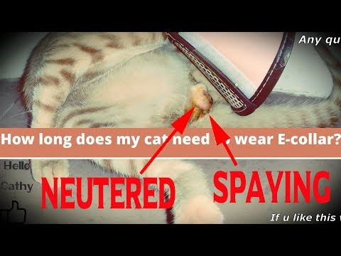How long have to wear the E-collar after spaying/neutering?Aftercare tips,with my own experience.