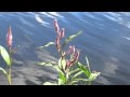 soft summer breeze - Joe Bartmann soft summer breeze