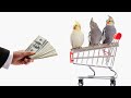 Cockatiel prices, Uncovering the cost of owning a cockatiel bird