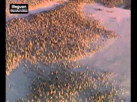 download lagu mp3 mp4 Afanasij Fet, download mp3 Afanasij Fet free download, download mp3 Afanasij Fet