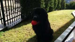 preview picture of video '13 months old Newfie (Newfoundland) Mr. Boone is playing in Kosovo'