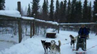 preview picture of video 'Lapland - Muonio - Harriniva Husky Safari March 2009 - (01) Preparing the dogs for leaving'
