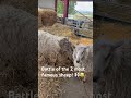 Fiona the worlds loneliest sheep met our Gina who’s pretty famous in her own right! Went wrong