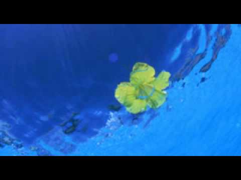 1241 Hinario - Rainier de Carvalho - Flor das Águas (Mestre Irineu)