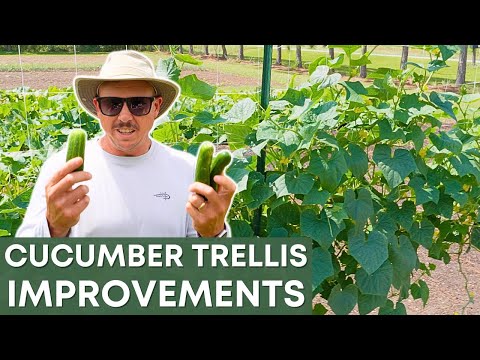 A Better Way to Grow Cucumbers?