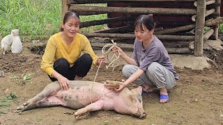 The pig damaged the barn.  The daughter returned the pig to her mother. ( Ep 245 ).