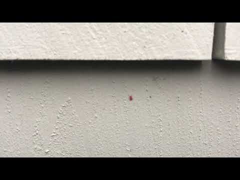 Clover Mites Getting a Tan in Mantoloking, NJ